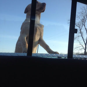 Meet your Posher, Carter